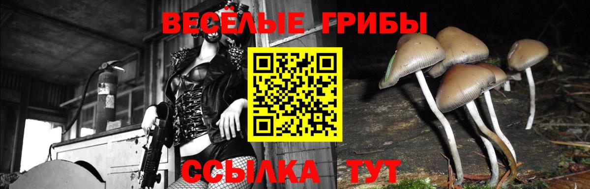 Псилоцибиновые грибы Psilocybe Благодарный